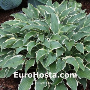 Hosta Libby