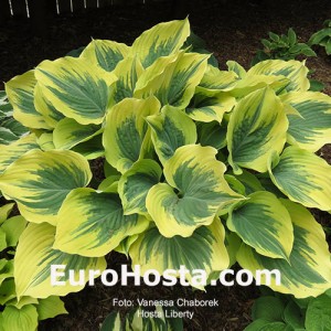 Hosta Liberty - Eurohosta