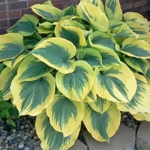 Hosta Liberty - Eurohosta