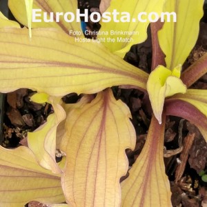 hosta Light the Match