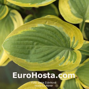 Hosta Li’l Abner - Eurohosta