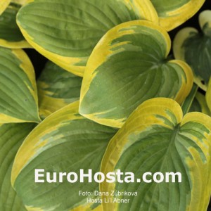 Hosta Li’l Abner - Eurohosta