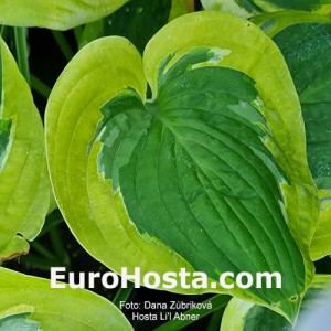 Hosta Li’l Abner - Eurohosta