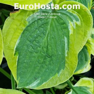 Hosta Li’l Abner - Eurohosta