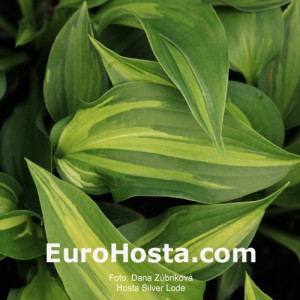 Hosta Silver Lode