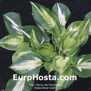 Hosta Silver Lode