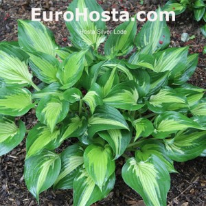 Hosta Silver Lode