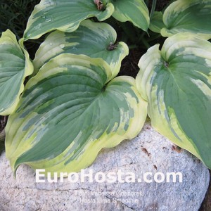 Hosta Lime Smoothie