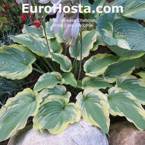 Hosta Lime Smoothie