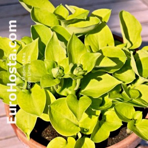 Hosta Limey Lisa