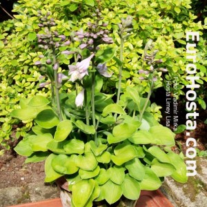 Hosta Limey Lisa