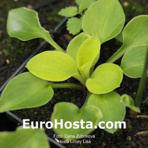 Hosta Limey Lisa