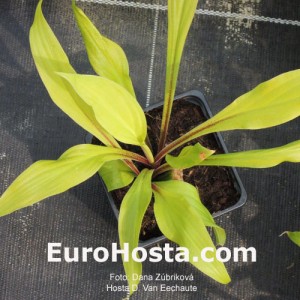 Hosta Lipstick Blonde