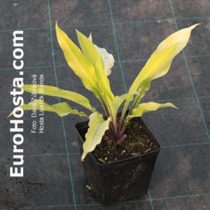 Hosta Lipstick Blonde