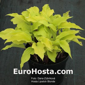 Hosta Lipstick Blonde