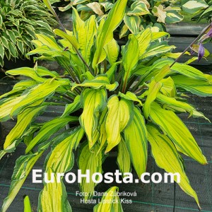 Hosta Lipstick Kiss