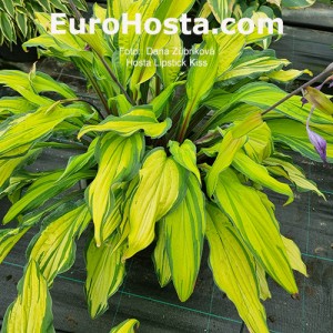 Hosta Lipstick Kiss