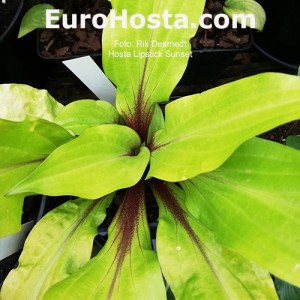 Hosta Lipstick Sunset