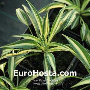 Hosta Little Treasure - Eurohosta