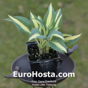 Hosta Little Treasure - Eurohosta