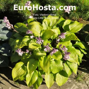 Hosta Little Black Scape