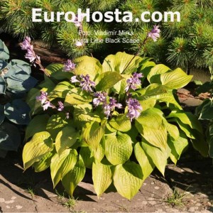 Hosta Little Black Scape