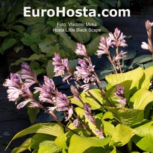 Hosta Little Black Scape