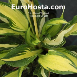 Hosta Little Caesar