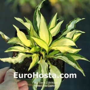 Hosta Little Caesar