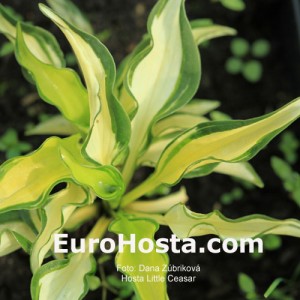 Hosta Little Caesar