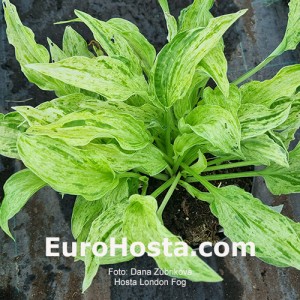 Hosta London Fog