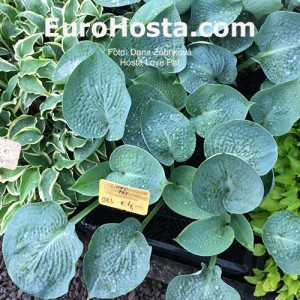 Hosta Love Pat - Eurohosta