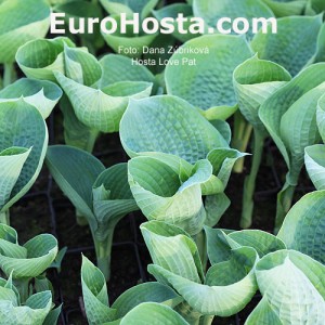 Hosta Love Pat - Eurohosta