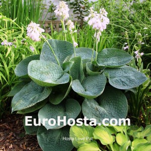 Hosta Love Pat - Eurohosta