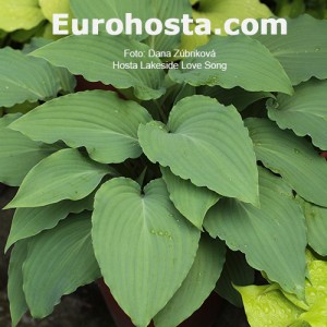 Hosta Love Song