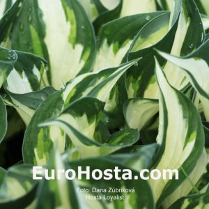 Hosta Loyalist - Eurohosta