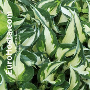 Hosta Loyalist - Eurohosta