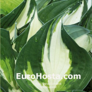 Hosta Loyalist - Eurohosta