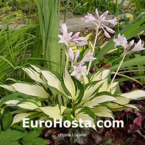 Hosta Loyalist - Eurohosta