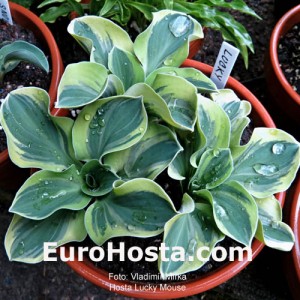 Hosta Lucky Mouse