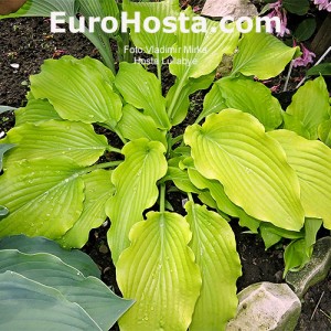 Hosta Lullabye