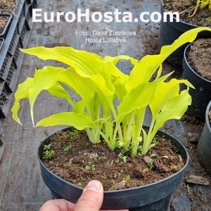 Hosta Lullabye