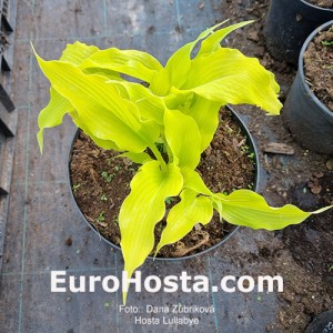 Hosta Lullabye