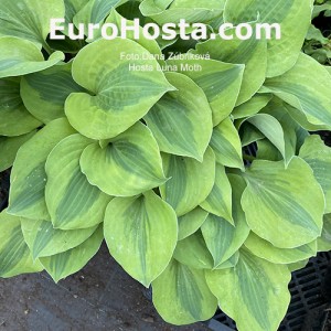 Hosta Luna Moth 