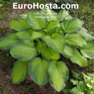 Hosta Lunar Orbit - Eurohosta