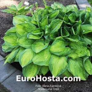 Hosta Lunar Orbit - Eurohosta