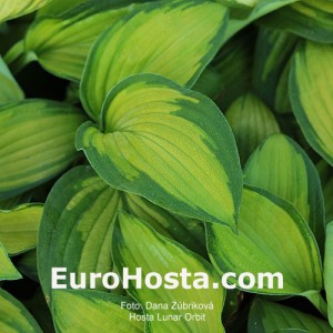 Hosta Lunar Orbit - Eurohosta