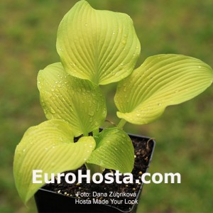 Hosta Made You Look