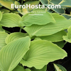 Hosta Maekawa - Eurohosta