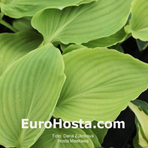 Hosta Maekawa - Eurohosta